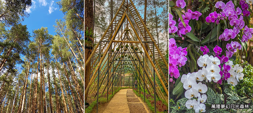 萬隆夢幻日光森林